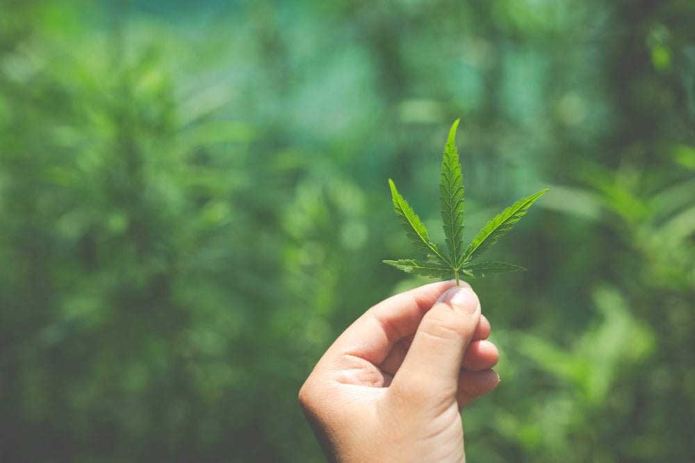 Chanvre, carbone et crédits verts : peut-on financer la transition grâce au CBD ? - Natura Force