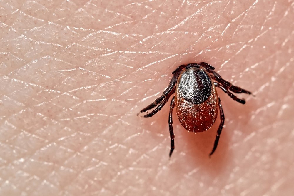 Comment soigner naturellement la maladie de Lyme ?  - Natura Force