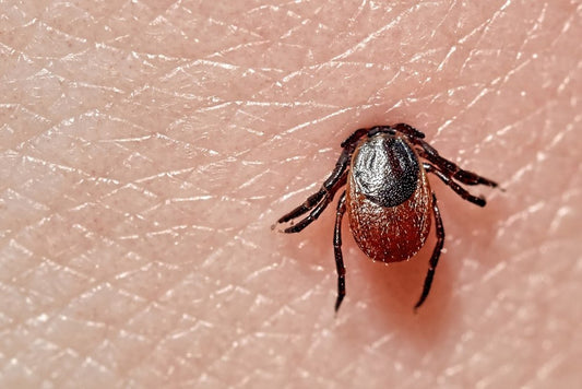 Comment soigner naturellement la maladie de Lyme ?  - Natura Force