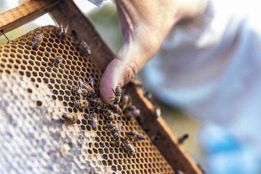 Probiotiques et produits de la ruche : tout savoir