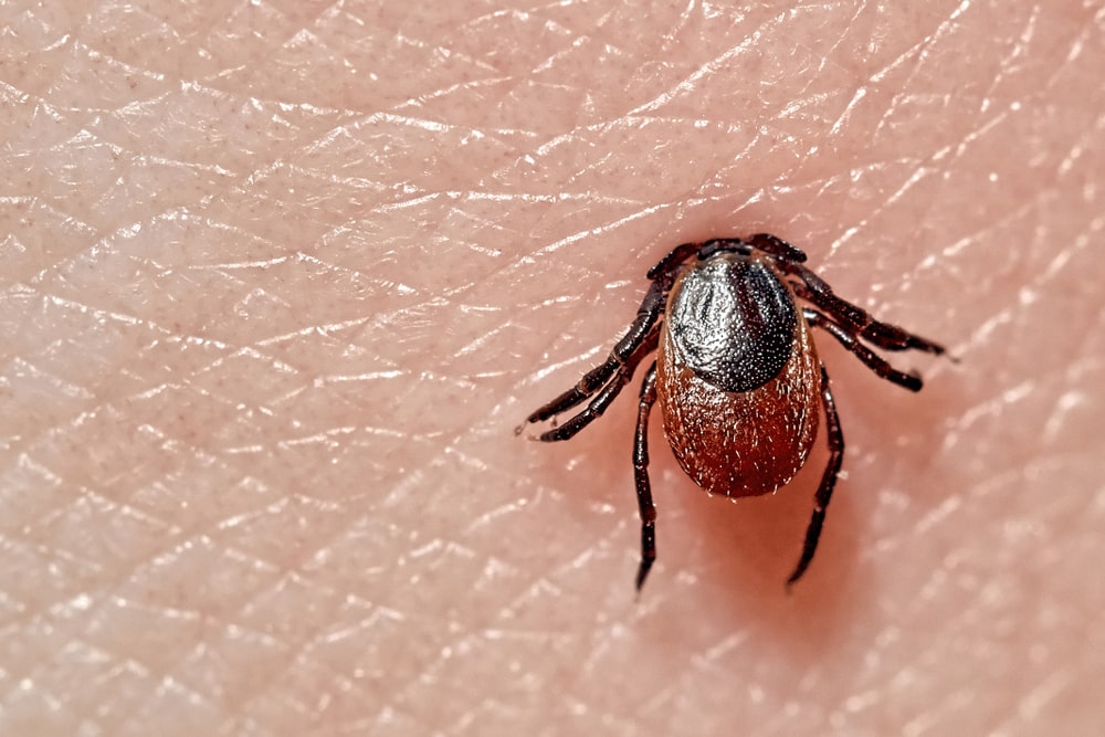 soigner naturellement la maladie de Lyme 