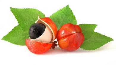 Tout ce que vous devez savoir avant d’acheter du guarana - Natura Force